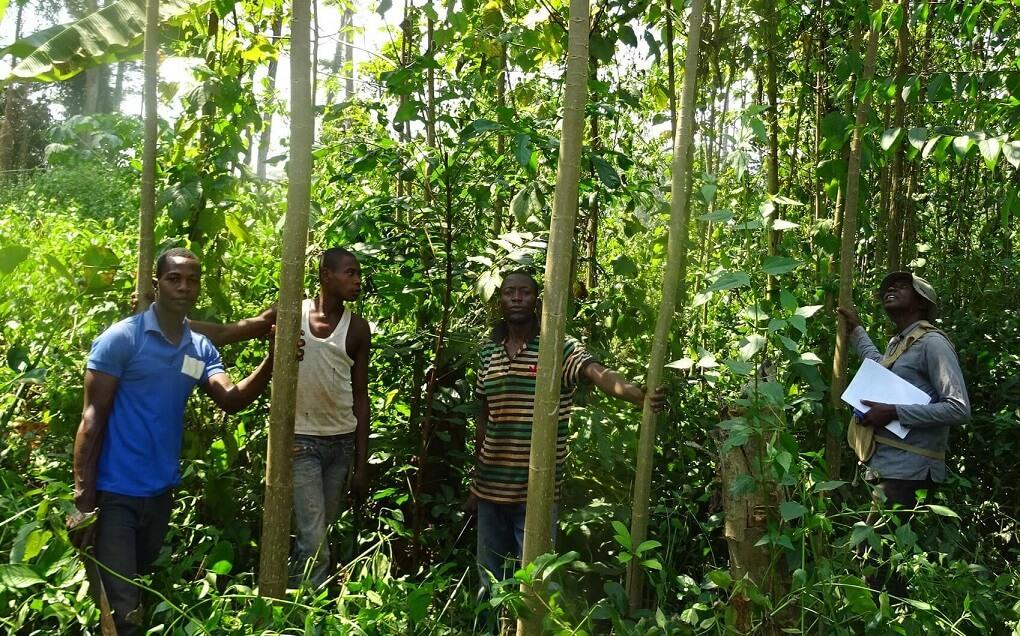 Les forêts du bassin du Congo constituent, après celui de l’Amazonie, le second plus grand bassin forestier de la planète © R. Peltier, Cirad